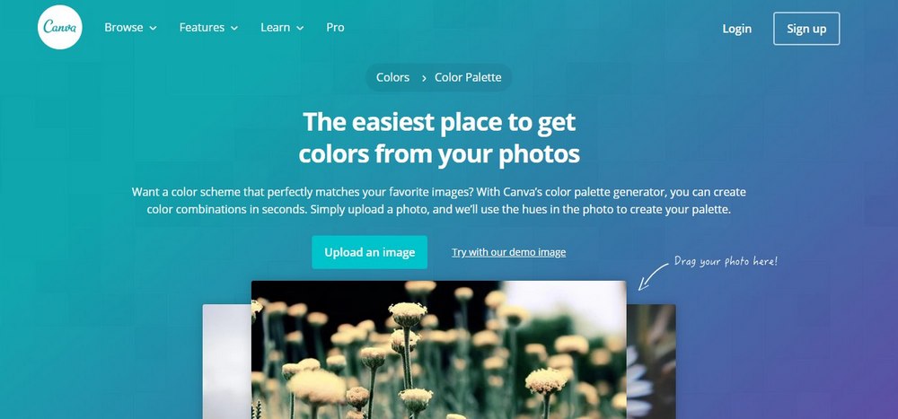 canva color palette